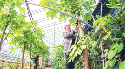 加大政策扶持力度 培育現(xiàn)代智慧農(nóng)業(yè)產(chǎn)業(yè)園