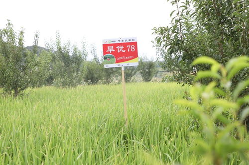 長順果園里種旱稻 探索產(chǎn)業(yè)發(fā)展新“稻”路與種植技術(shù)開發(fā)