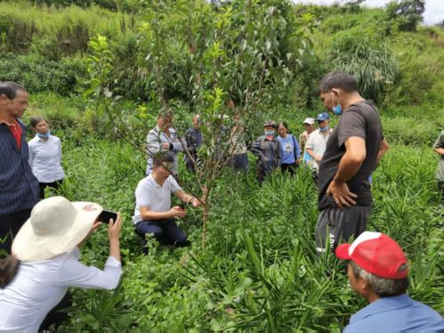 六枝特區(qū)月亮河鄉(xiāng) 農(nóng)業(yè)產(chǎn)業(yè)管理培訓(xùn)激活村民發(fā)展信心，推進(jìn)種植技術(shù)開發(fā)