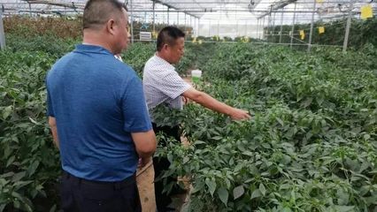 湖南步步高集團(tuán)與金井鎮(zhèn)共商有機(jī)農(nóng)產(chǎn)品基地掛牌與技術(shù)開發(fā)合作