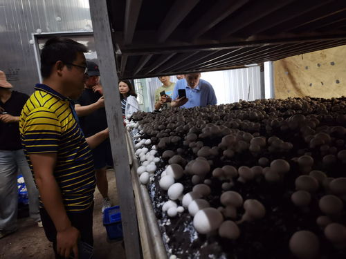 食用菌利用農林廢棄物高效生產栽培技術高級研修班 推動種植技術開發與創新