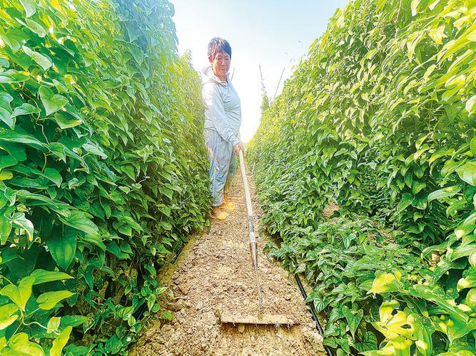 山藥種植成富民產(chǎn)業(yè)，國(guó)家濮陽(yáng)經(jīng)濟(jì)技術(shù)開發(fā)區(qū)技術(shù)開發(fā)獲媒體聚焦